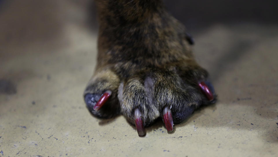 Fat Amy shows off her painted nails during the 34th annual Drake Relays Beautiful Bulldog Contest, Monday, April 22, 2013, in Des Moines, Iowa. The pageant kicks off the Drake Relays festivities at Drake University where a bulldog is the mascot. (AP Photo/Charlie Neibergall)