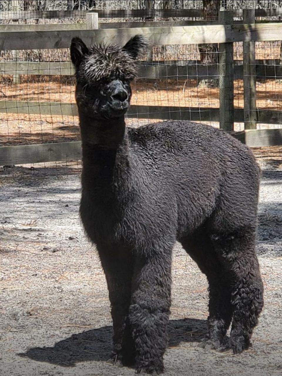 One of the alpacas that will be at the Fall Festival celebrating the Lakewood library's 25th anniversary.