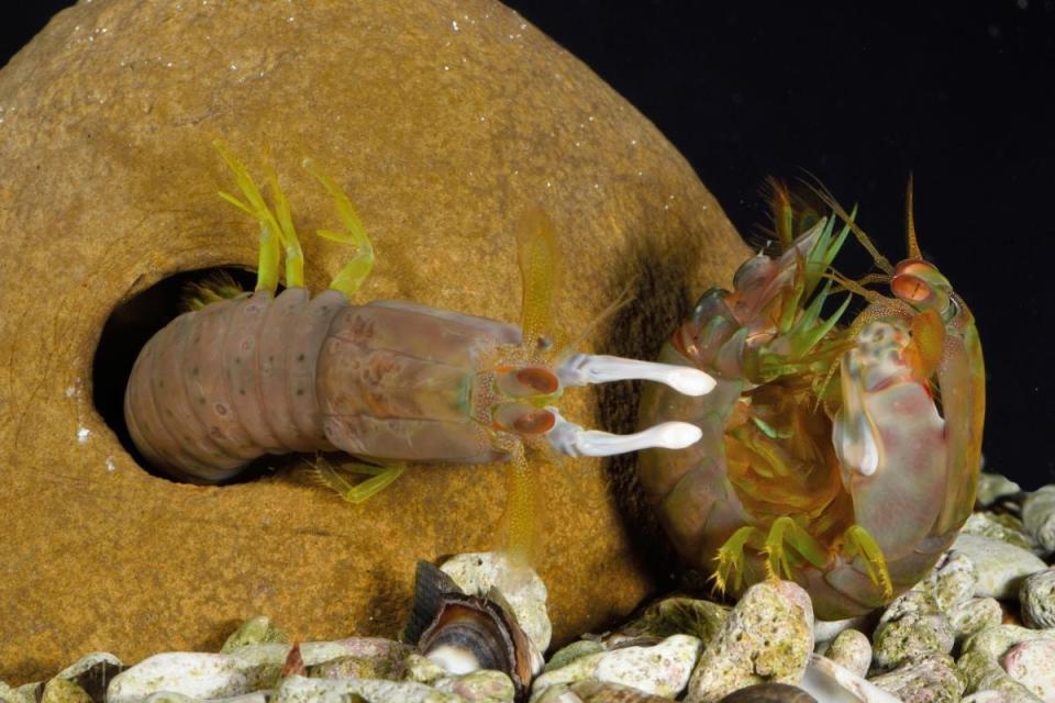 mantis shrimp fighting