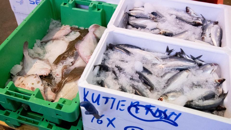 Frischer Hering (r) und Scholle sind bei einem Großhändler im Fischmarkt Hamburg-Altona im Angebot. Foto: Christian Charisius