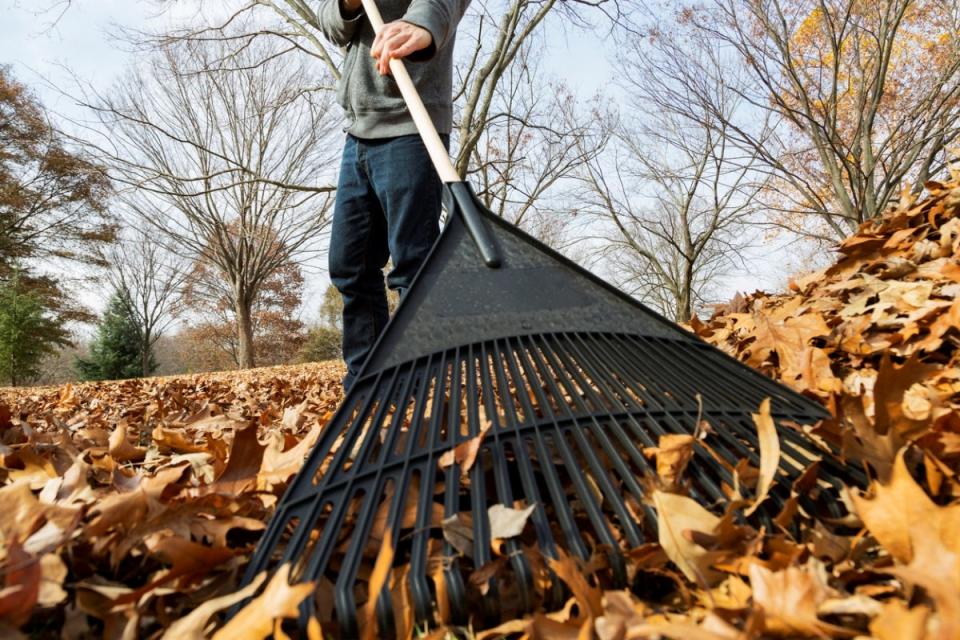 Man using a black rake to rake lots of fallen leaves.