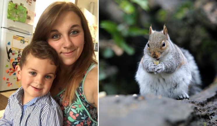 Squirrels desperate for food are attacking children in Cornwall (SWNS)