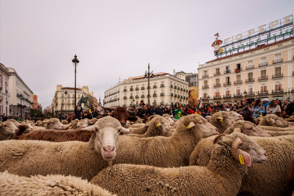 A flock of sheep