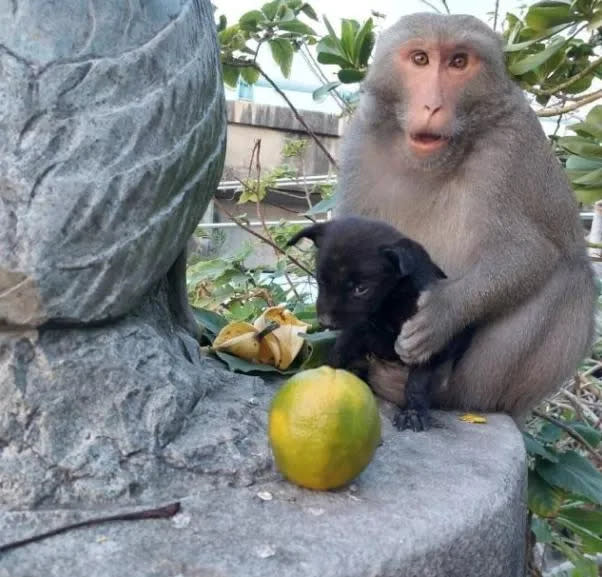 <strong>嘉義東石鄉於前年12月，一隻疑遭棄養的獼猴「綁架」小黑狗。（資料圖／中天新聞）</strong>