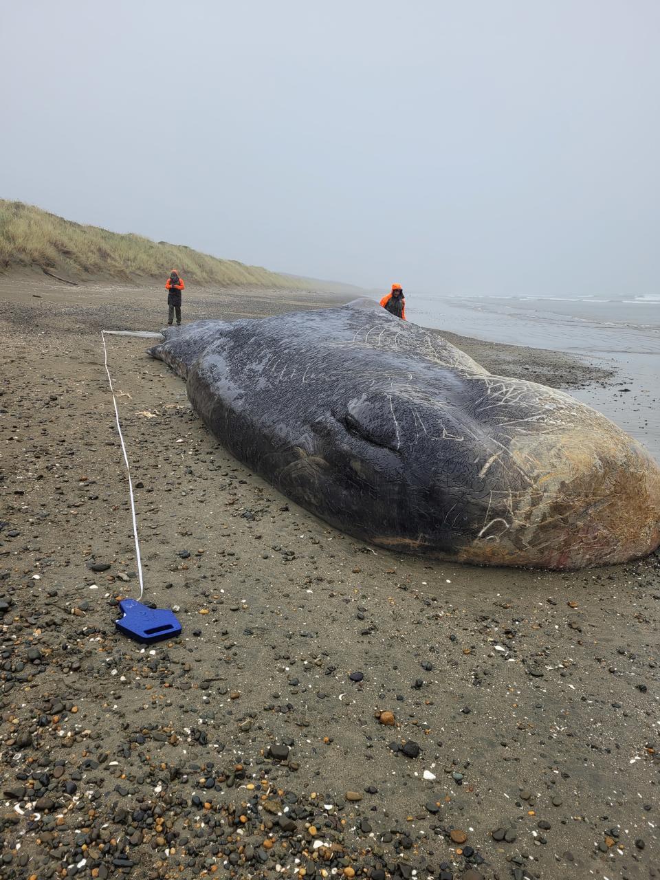 The dead whale on Oreti Beach. A measuring tape lies next to it. Two people in orange coats can be seen in the background.