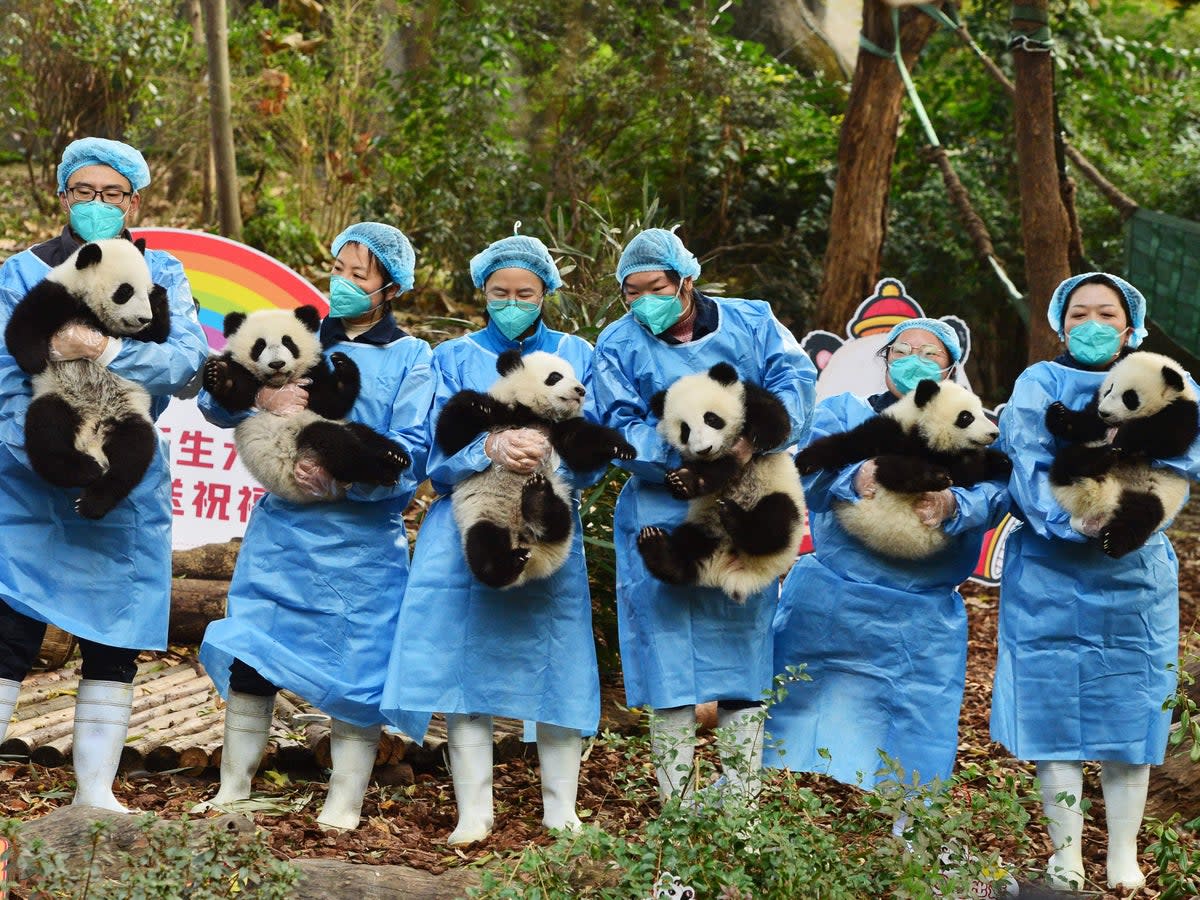 Panda keepers hold cubs while posing for photos ahead of the new year at the Chengdu Research Base of Giant Panda Breeding in Chengdu, China's southwestern Sichuan province (AFP/Getty)