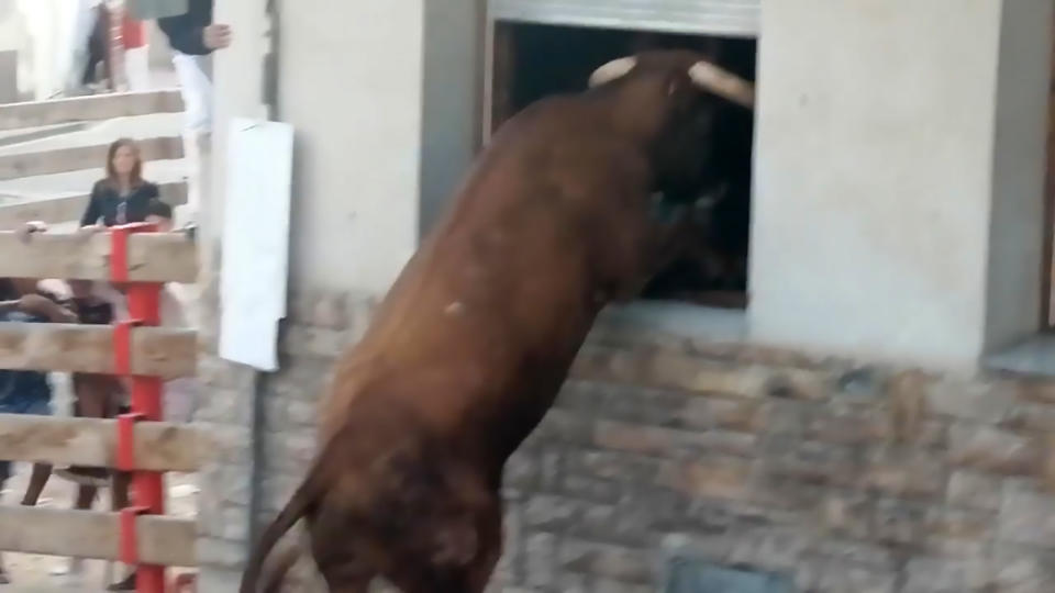 The bull pictured attempting to enter the house through the window. (CEN)