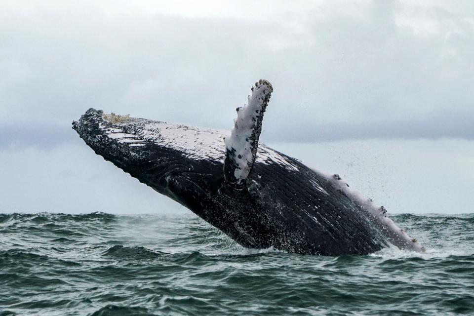 A professional lobster diver was almost swallowed by a humpback whale (AFP via Getty Images)