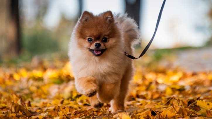 13. Pomeranian