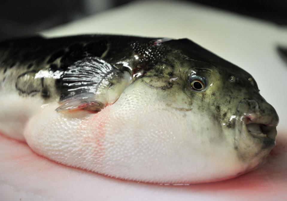 TO GO WITH AFP STORY BY SHINGO ITO - FILES - Photo taken on June 5, 2012 shows a pufferfish, known as fugu in Japan, on a chopping board to remove toxic internal organs at a Japanese restaurant 