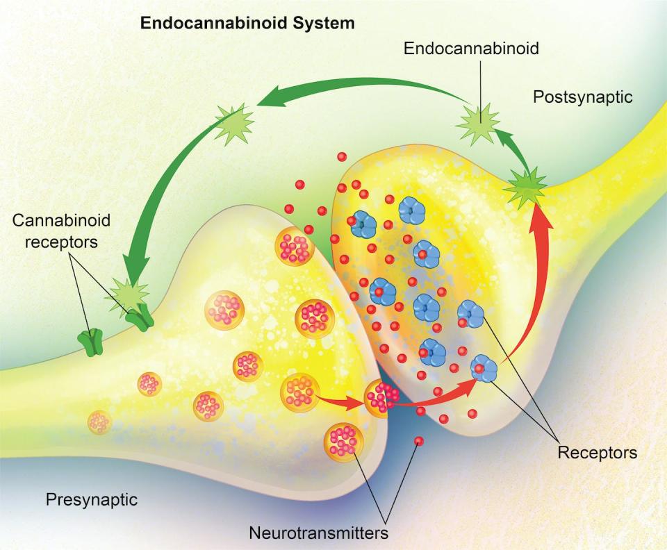 The endocannabinoid system – consisting of the endocannabinoids and the cannabinoid receptors – regulates nerve cell communication at the synapse, thereby playing a role in a variety of bodily functions. <a href="https://www.gettyimages.com/detail/illustration/endocannabinoid-system-royalty-free-illustration/1392987232?phrase=endocannabinoid%20system&adppopup=true" rel="nofollow noopener" target="_blank" data-ylk="slk:Carolina Hrejsa, CMI/iStock/Getty Images Plus via Getty Images;elm:context_link;itc:0;sec:content-canvas" class="link ">Carolina Hrejsa, CMI/iStock/Getty Images Plus via Getty Images</a>