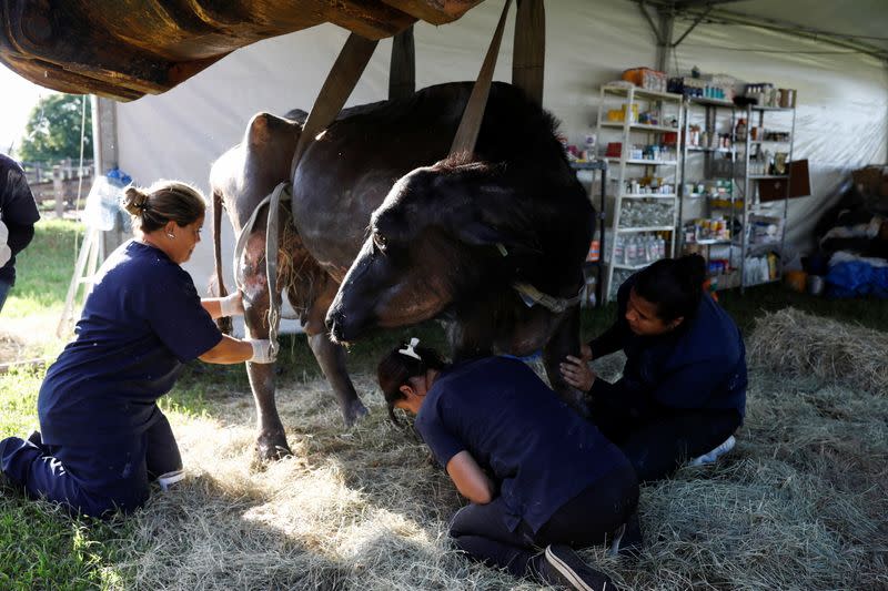 Voluntarios tratan a un búfalo desnutrido en una granja donde la Policía Ambiental encontró cientos de animales maltratados en Brotas