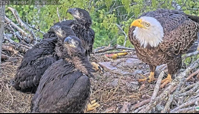 DG3, DG4 and DG5 are pictured with their dad Martin on May 1, 2023.