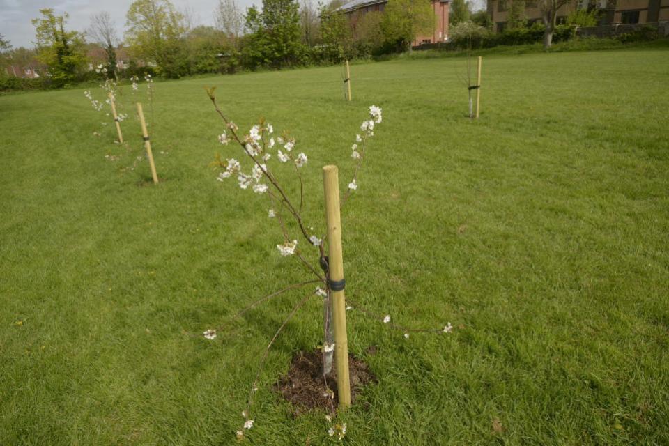 Wiltshire Times: The newly-planted fruit trees at the Stallard Recreation Field in Trowbridge may have to be moved. Image: Trevor Porter 76997-2