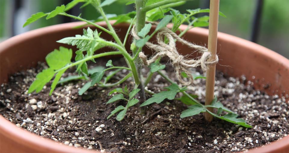 Make sure your tomato plant is supported as it grows.  (Rose Langbein)