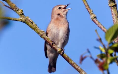 Garden warbler - Credit: Alamy