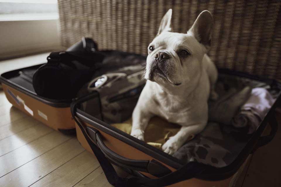 Oh, how adorable !  He is disturbing my packing (or unpacking !?). He won't let me finish packing. It is like he is disturbing me by all means so that I can't finish what I have to do. Or simply he wants to fly with me ? I wish I could take him with me.