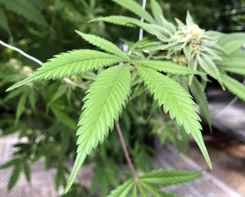 FILE - This April 6, 2018, file photo shows the leaves of a marijuana plant inside Ultra Health's cultivation greenhouse in Bernalillo, N.M. New Mexico would legalize recreational marijuana sales without exceptions for dissenting cities and counties under a rebooted proposal form legislators that emphasizes small business opportunities and ready access to pot for 80,000 current medical cannabis patients. Legalization for the first time enjoys the full throttled support of second-year Democratic Gov. Michelle Lujan Grisham, who set up a volunteer commission last year to vet health and public safety concerns about recreational cannabis and on Thursday, Jan. 16, 2020, pitched the benefits of the pot economy to a gathering business leaders. (AP Photo/Susan Montoya Bryan, File)