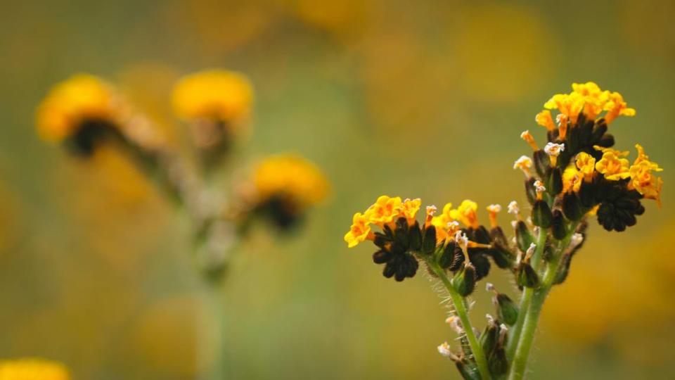 Fiddlenecks grow near Highway 58 and Soda Lake Road on April 7, 2023.