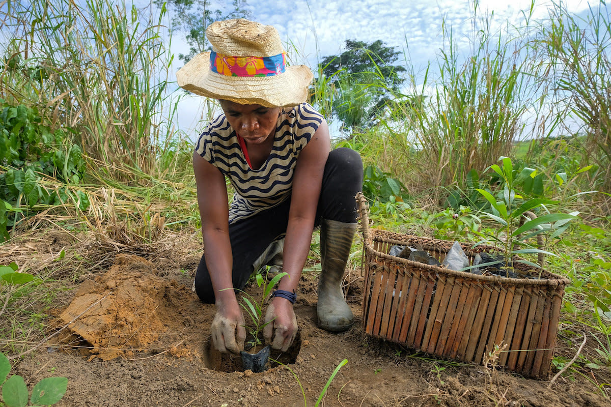 A tree planting in the Democratic Republic of the Congo. Axel Fassio / CIFOR