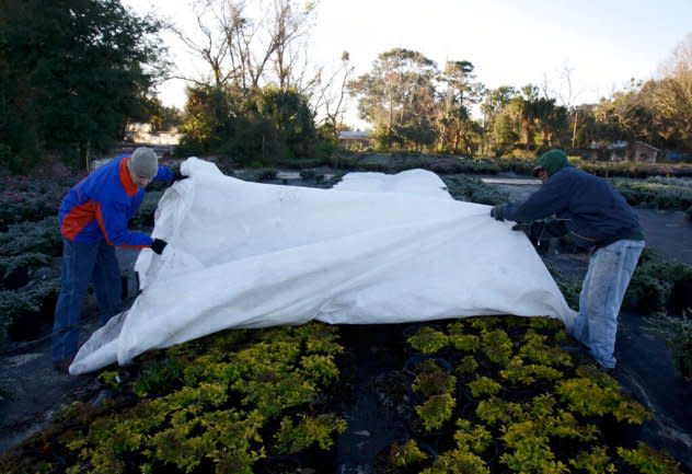 People covering plants to protect them from the weather.