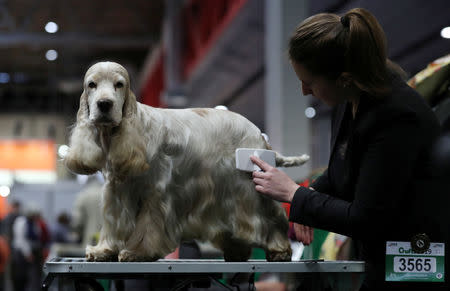 A Cocker Spaniel is groomed during the first day of the Crufts Dog Show in Birmingham, Britain, March 7, 2019. REUTERS/Hannah McKay