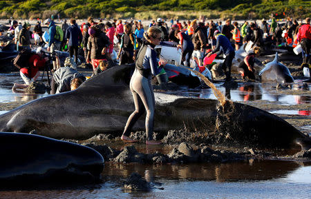 Volunteers attend to some of the hundreds of stranded pilot whales still alive after one of the country's largest recorded mass whale strandings, in Golden Bay, at the top of New Zealand's South Island, February 10, 2017. REUTERS/Anthony Phelps