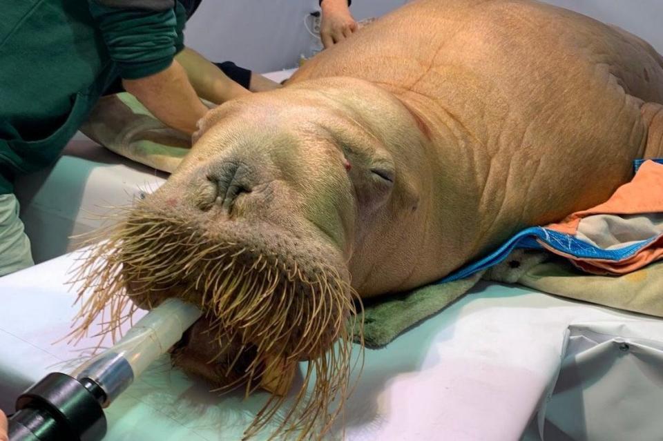 Mayfair dentist Dr Peter Kertesz treated the walrus in Russia