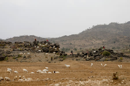 Girls herd sheep and goats near the village of al-Jaraib, in the northwestern province of Hajjah, Yemen, February 18, 2019. Across Yemen's remote mountain villages, the country's war-induced economic crisis has left parents destitute, hungry and watching their children waste away from malnutrition and unclean water. REUTERS/Khaled Abdullah