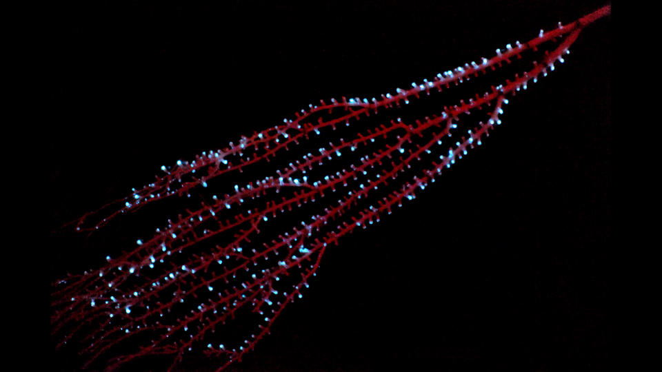 The bamboo octocoral Isidella sp. displaying bioluminescence in the Bahamas in 2009.