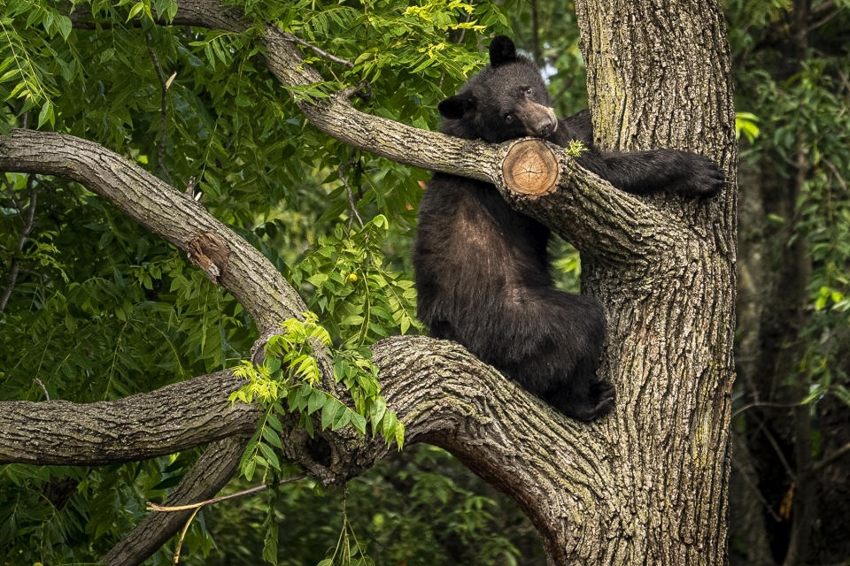 A black bear stays in a tree while police attempt to keep it in place until wildlife authorities can arrive on scene in the residential Brookland neighborhood in Northeast Washington, in Washington, Friday, June 9, 2023. The bear was tranquilized by the Humane Rescue Alliance and taken away in a cage by the Smithsonian's National Zoo. (AP Photo/Andrew Harnik)