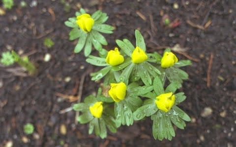 Winter aconites - Credit: Martin Pope