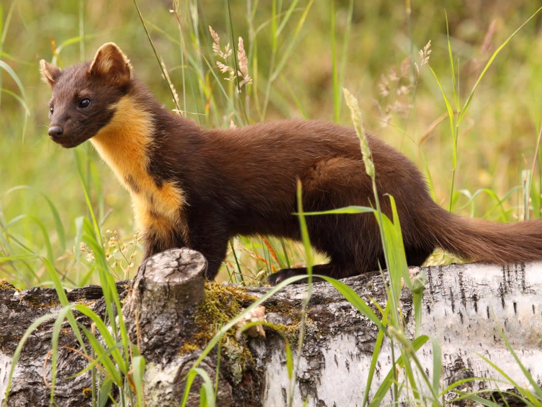 The future is looking bright for pine martens which are being brought back to their former strongholds in the UK where it is hoped they will reduce numbers of grey squirrels and protect ancient woodlands: Getty