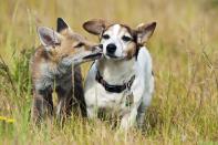 PIC BY BRIAN BEVAN / ARDEA / CATERS NEWS - (Pictured a fox and jack russell together) - From a loving look to an affectionate nuzzle, these are the charming images of cute creatures cozying up for Valentines Day. And as the heart-warming pictures show the animal kingdom can be just as romantic as us humans when it comes to celebrating the big day.