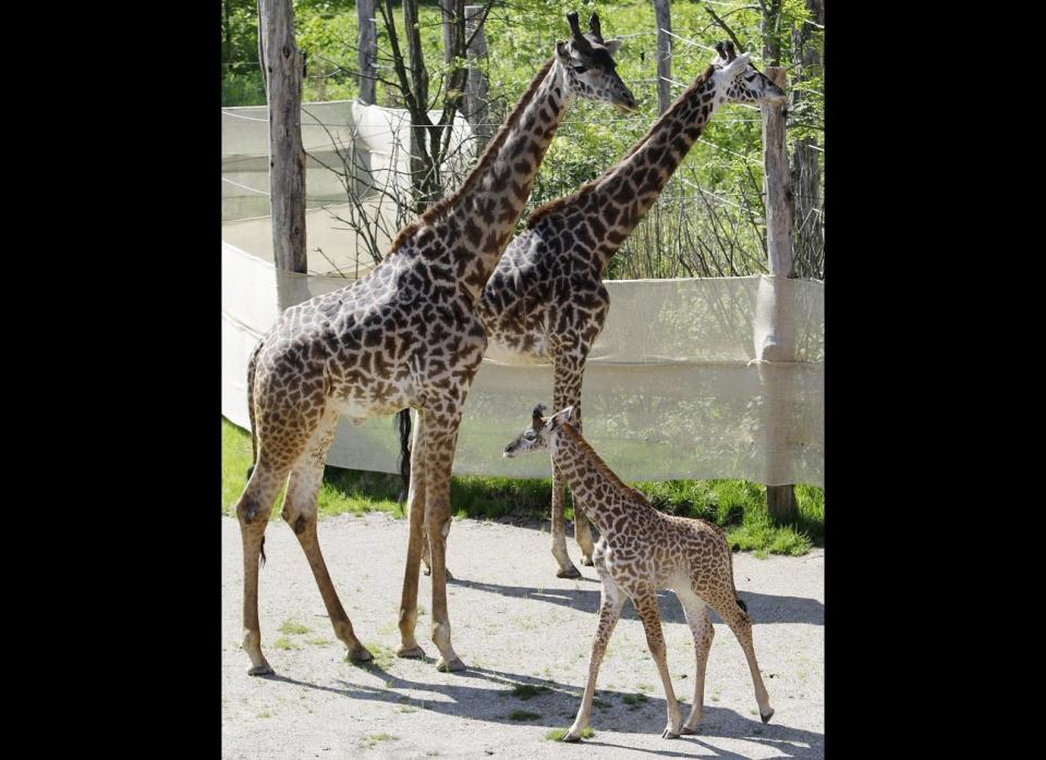 Zuri, a one-month old giraffe, walks past her parents in their outdoor yard at the Cincinnati Zoo, Thursday, May 5, 2011 in Cincinnati. Zuri was making her first appearance outside at the zoo. 