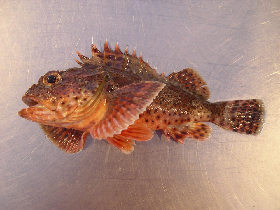 This undated photo provided by NOAA Fisheries/Northwest Fisheries Science Center shows a California scorpionfish. Federal officials are increasing the catch limits for many types of groundfish, including the California scorpionfish, because the numbers of one key species, the yelloweye rockfish, has rebounded much faster than expected under a restoration plan. (NOAA Fisheries/Northwest Fisheries Science Center via AP)