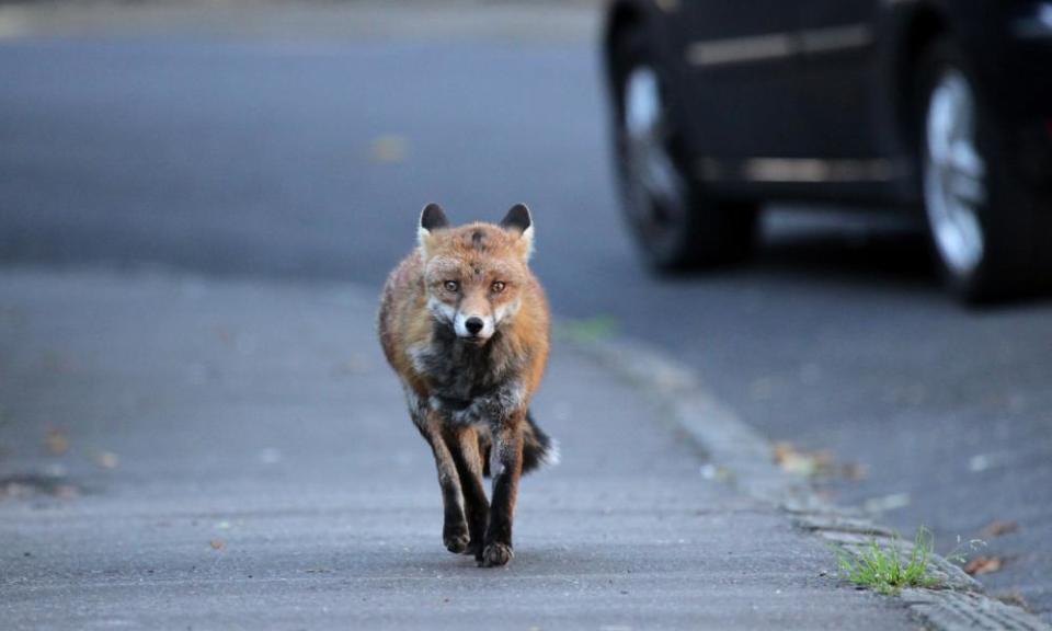 A fox in a street