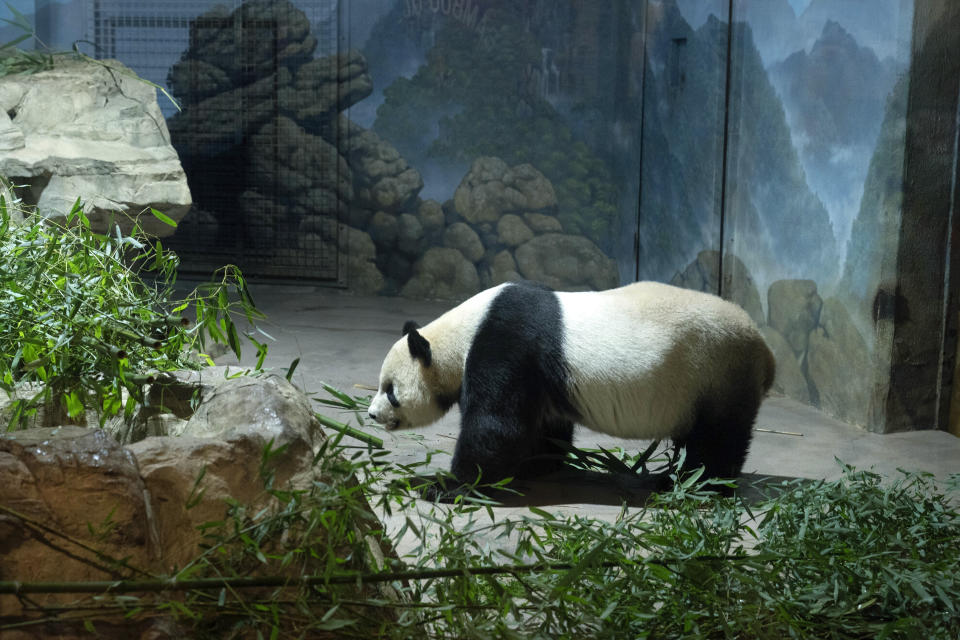 Giant panda Tian Tian roams in his enclosure at the Smithsonian's National Zoo in Washington, Thursday, Sept. 28, 2023. (AP Photo/Jose Luis Magana)
