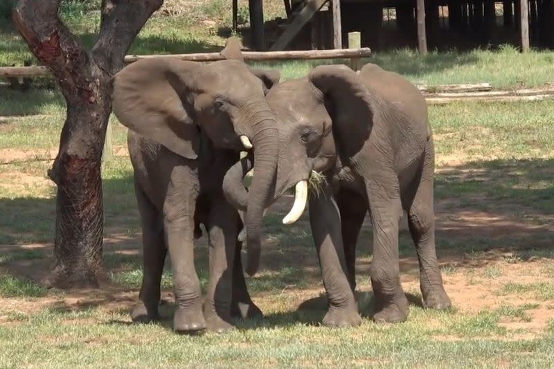 The male savannah elephant Doma and the male savannah elephant Mainos engage in greeting behavior at Jafuta Reserve