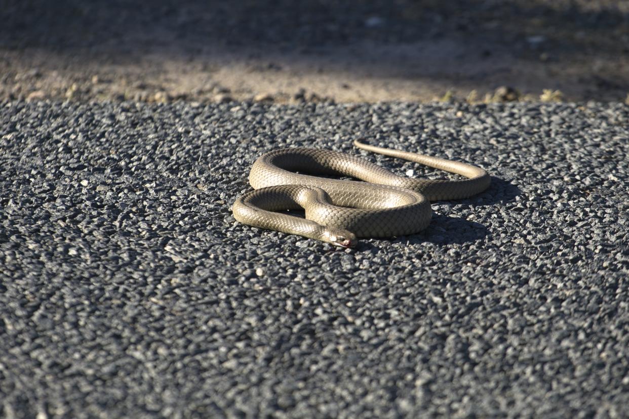 Östliche Braunschlange (Pseudonaja textilis, Symbolbild: Getty).