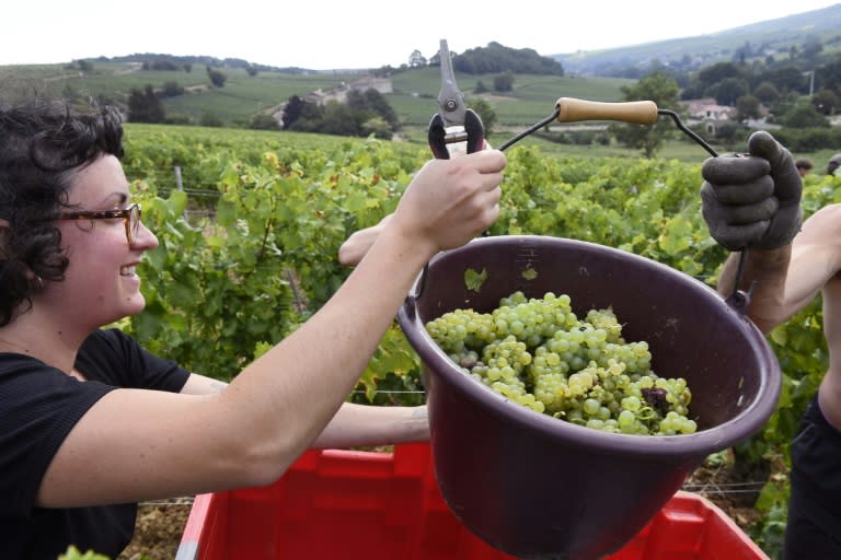 The annual grape picking ritual is a fixture of French rural life and a staple of books, graphic novels and this year - a highly-praised documentary