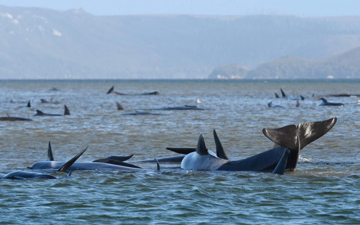 About a third of the stranded whales are believed to have died - GETTY IMAGES