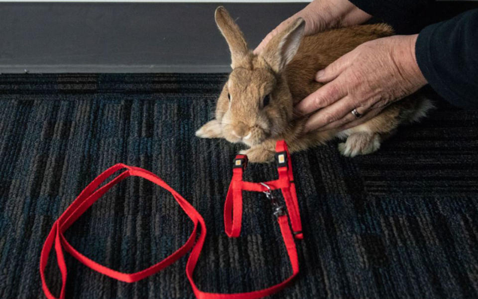 The rabbit was attached to a red harness but was unharmed. Source: RSPCA SA