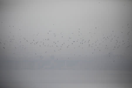 Birds fly on a polluted day in Seoul, South Korea, March 12, 2019. REUTERS/Kim Hong-ji