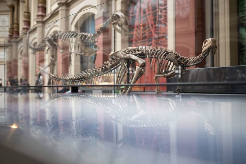 A skeleton of a Dysalotosaurus lettowvorbecki is on display at the Museum für Naturkunde (Natural History Museum) in Berlin. The name of the dinosaur refers to Paul von Lettow-Vorbeck, a German officer who was involved in the genocide of the Herero and Nama. Sebastian Gollnow/dpa