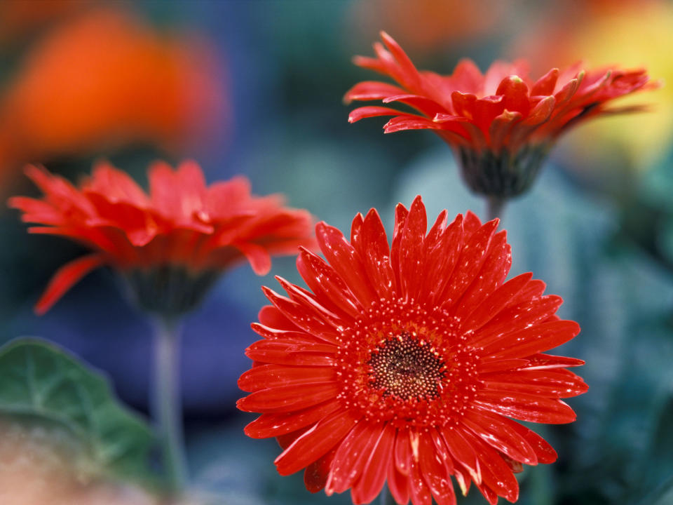 gerbera daisies