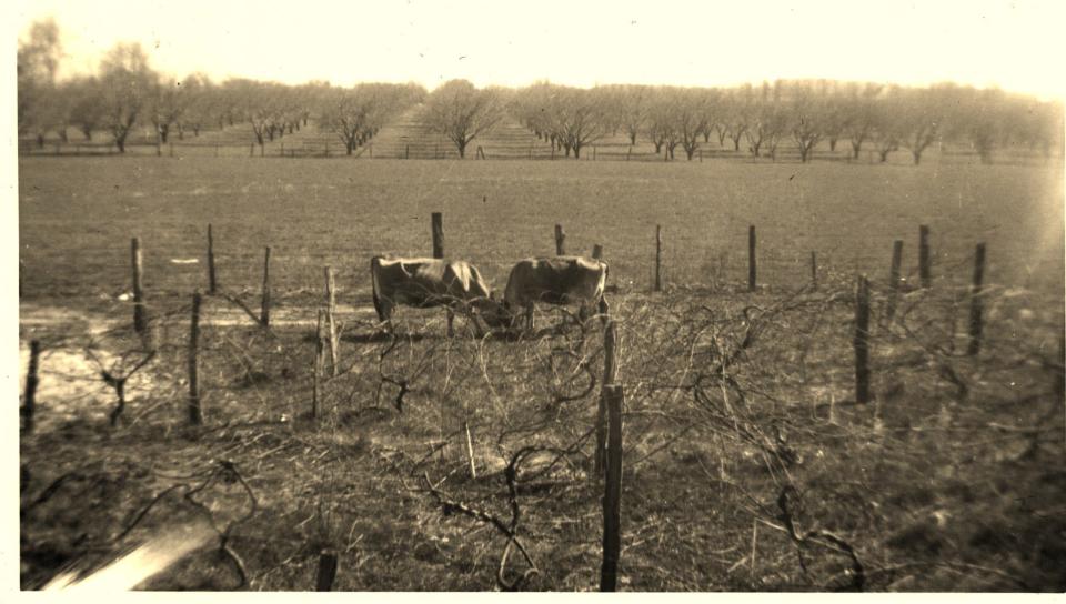 This photo provides a hint to the identity of the photographer who created the scrapbook in Rogersville in the 1940s. The photo shows two cows in front of an orchard in Rogersville. Handwritten on the back, it says "orchard at home."