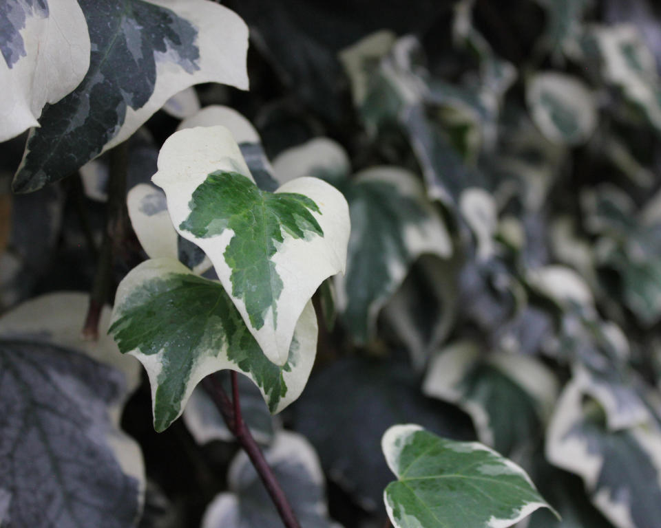 1. Ivy (Hedera helix)