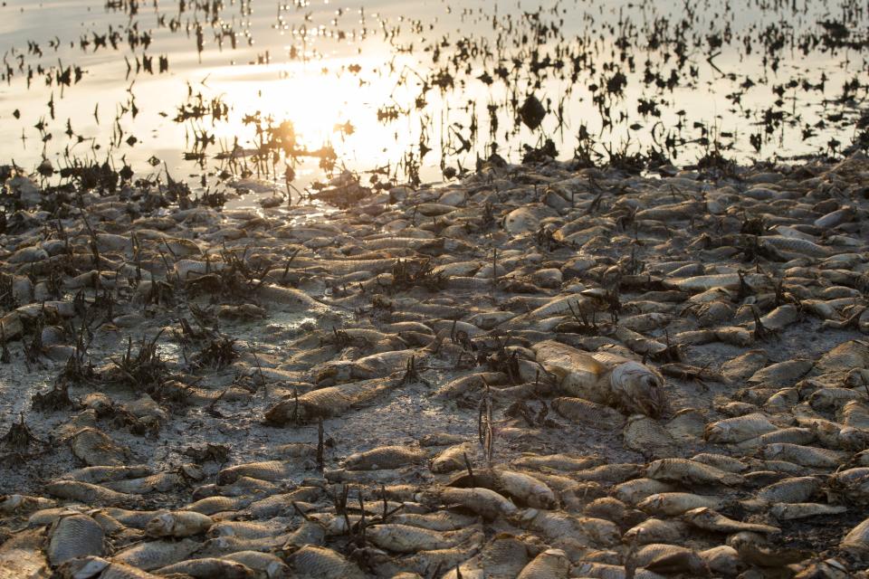 FILE - In this Sept. 19, 2019 file photo, dead fish lie on the shores of Koroneia Lake in northern Greece. The chair of the two-week COP25 climate summit attended by nearly 200 countries warned at its opening Monday Dec. 2, 2019 that those refusing to adjust to the planet's rising temperatures "will be on the wrong side of history." (AP Photo/Giannis Papanikos, File)