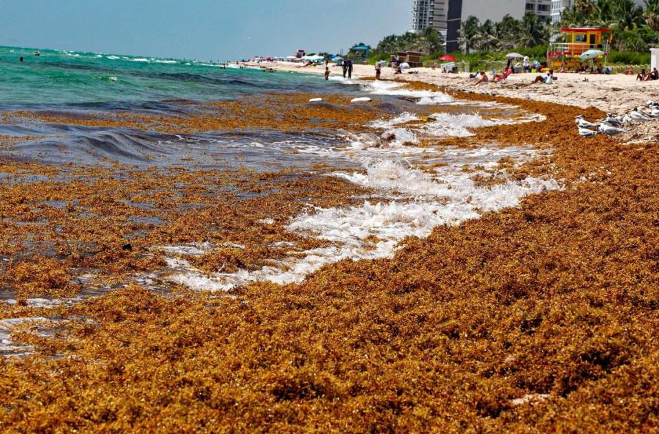 Gruesas pilas de sargazo arrastrado a la costa por la zona de 71 Street en Miami Beach, el martes 28 de julio de 2020.